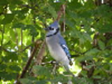 Thumbnail Blue Jay
