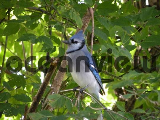 Product picture Blue Jay