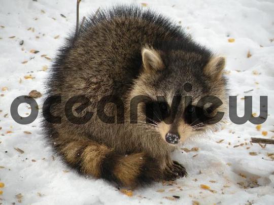 Product picture Raccoon